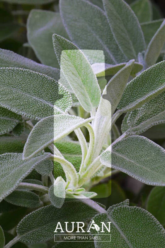 Misk Adaçayı Esansiyel Uçucu Koku Yağı Difüzör Esansı Buhurdanlık Yağı Aromaterapi Yağı 10ml - 2