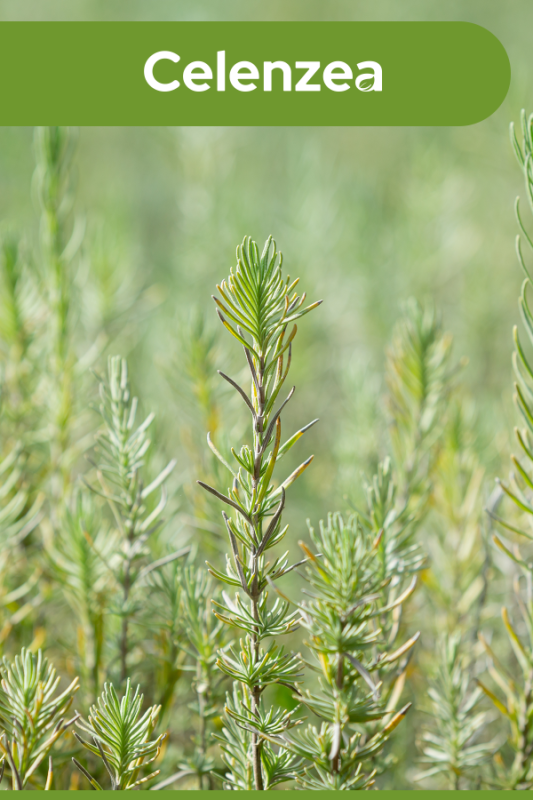 Saf Biberiye Suyu Hızlı Saç Uzatma & Dökülme Karşıtı %100 Saf Doğal Rosemary Water 100ml - 2