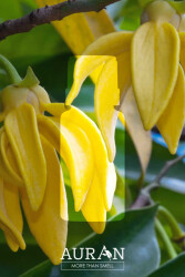 Ylang Ylang Esansiyel Uçucu Koku Yağı Difüzör Esansı Buhurdanlık Yağı Aromaterapi Yağı 10ml - 2